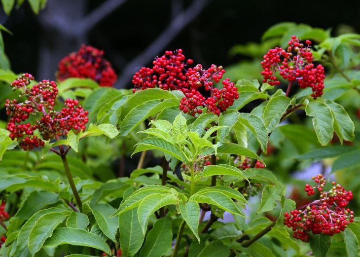 Vlierbessen Extract