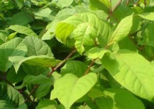 Reuzen duizendknoop extract