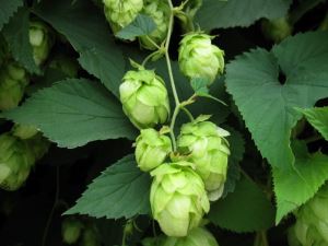 Bier hop Extract