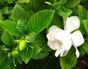 gardenia geel