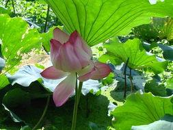 Lotus Leaf Extract