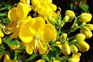 Cassia Zaad Extract