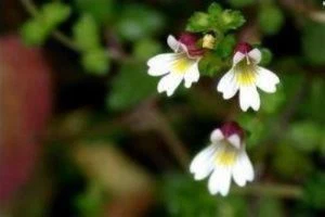 Eyebright-extract