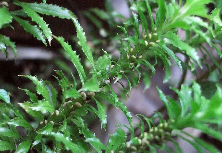 Huperzia Serrate-extract