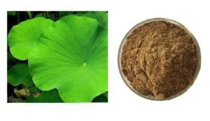 Lotus Root Powder Extract From Victar