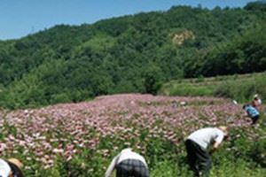 Nieuw Echinacea-extract is in productie