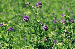 Alfalfa-extract
