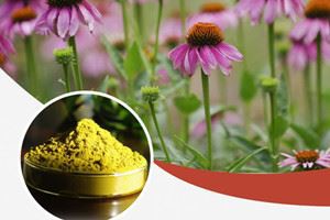 Verkoop van echinacea-extract - alleen maart