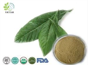 Loquat Blad Extract